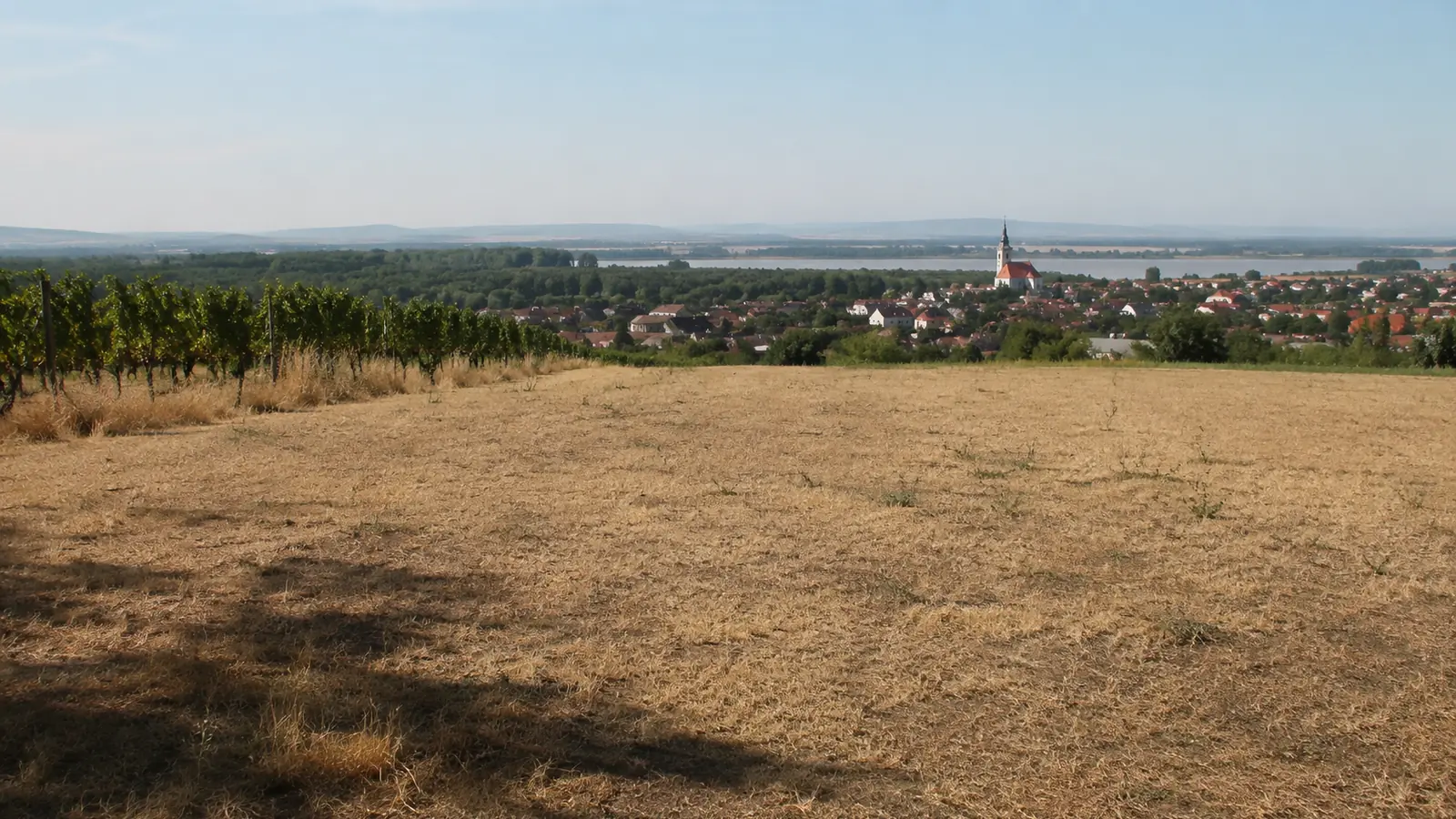Ausgetrocknete Wiese und Weinberge in einer österreichischen Landschaft bei sommerlichem Wetter